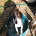 Wet jack russell