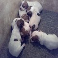 New born jack russells