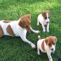 Jack russell puppies @ play with mom